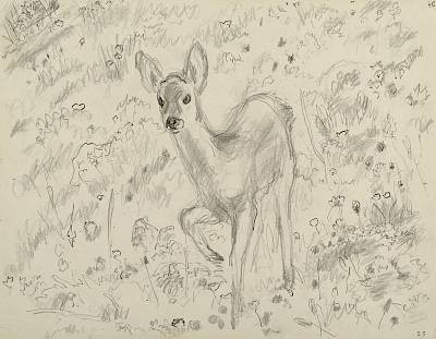 Robert Hainard - Petit chevreuil curieux (croquis) - Copyright Fondation Hainard