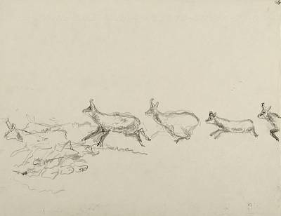 Robert Hainard - File de chamois au pied d'une paroi (croquis) - Copyright Fondation Hainard