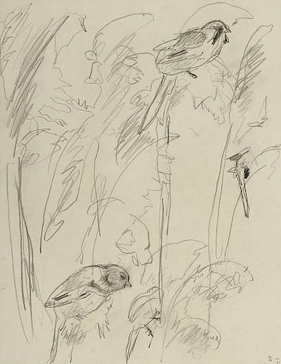 Robert Hainard - Mésanges à moustaches (croquis) - Copyright Fondation Hainard