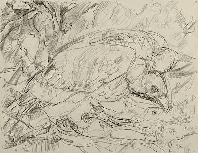 Robert Hainard - Vautour fauve et poussins (croquis) - Copyright Fondation Hainard