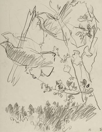 Robert Hainard - Envol de perdreaux (croquis) - Copyright Fondation Hainard