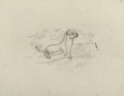 Robert Hainard - Belette sur la neige (croquis) - Copyright Fondation Hainard
