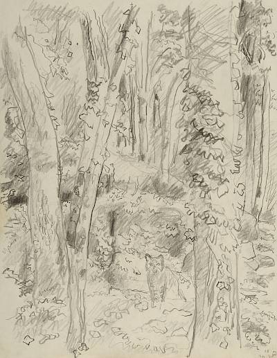 Robert Hainard - Chat dans les bois (croquis)r - Copyright Fondation Hainard