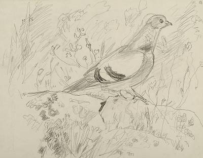 Robert Hainard - Biset (croquis) - Copyright Fondation Hainard