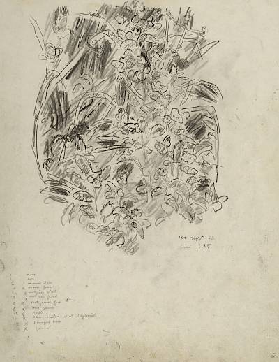 Robert Hainard - Argus, chrysomèle et mouches sur les menthes (croquis) - Copyright Fondation Hainard