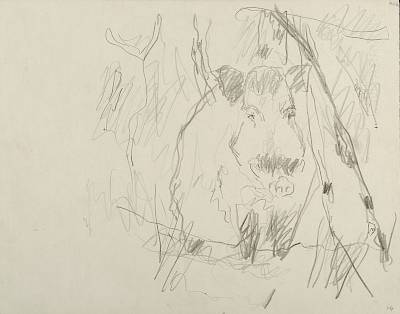 Robert Hainard - Le solitaire (croquis) - Copyright Fondation Hainard