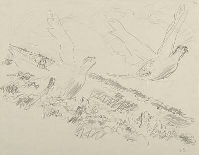 Robert Hainard - Deux grouses mâles s'envolant (croquis) - Copyright Fondation Hainard
