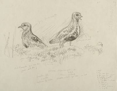 Robert Hainard - Couple de pluviers dorés (croquis) - Copyright Fondation Hainard