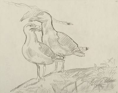 Robert Hainard - Couple de goélands marins et fulmar (croquis) - Copyright Fondation Hainard