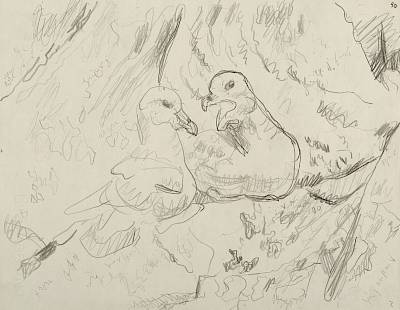 Robert Hainard - Couple de fulmars (croquis) - Copyright Fondation Hainard