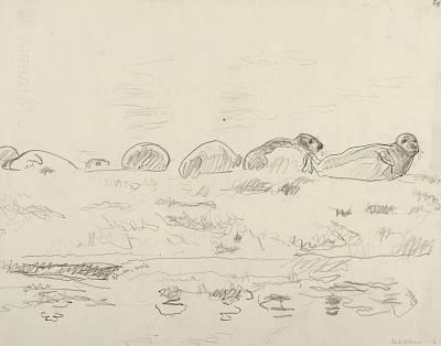 Robert Hainard - Veaux-marins (croquis) - Copyright Fondation Hainard