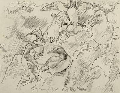 Robert Hainard - Guillemots et mouettes tridactyles (croquis) - Copyright Fondation Hainard