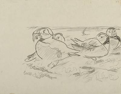 Robert Hainard - Macareux (croquis) - Copyright Fondation Hainard