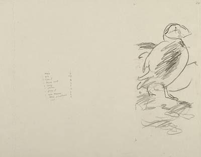 Robert Hainard - Macareux (croquis) - Copyright Fondation Hainard