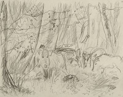 Robert Hainard - Sangliers après l'averse (croquis) - Copyright Fondation Hainard