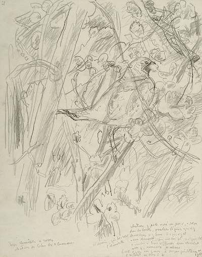 Robert Hainard - Gelinotte mangeant des chatons de saule (croquis) - Copyright Fondation Hainard