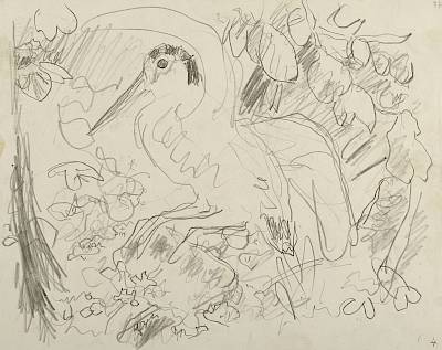 Robert Hainard - Bécasse s'envolant (croquis) - Copyright Fondation Hainard