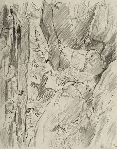 Robert Hainard - La fissure (croquis) - Copyright Fondation Hainard