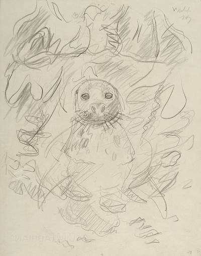 Robert Hainard - Jeune phoque gris curieux (croquis) - Copyright Fondation Hainard
