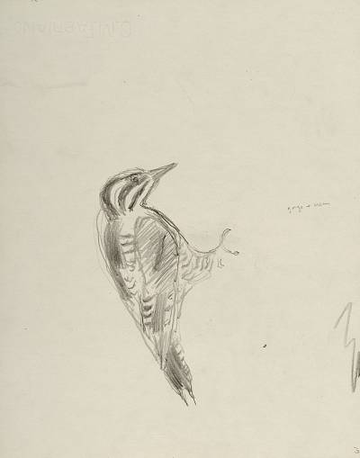 Robert Hainard - Pic tridactyle et polypore (croquis) - Copyright Fondation Hainard