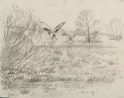 Robert Hainard - Couple de colverts et buisson de saule (croquis) - Copyright Fondation Hainard