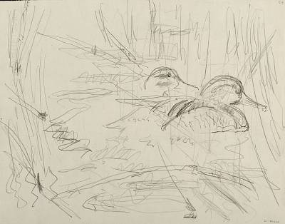 Robert Hainard - Couple de sarcelles d'été (croquis) - Copyright Fondation Hainard