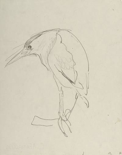 Robert Hainard - Blongios (croquis) - Copyright Fondation Hainard
