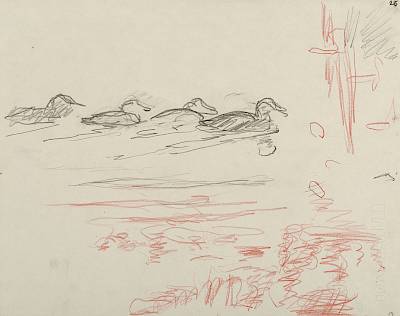 Robert Hainard - Jeunes sarcelles d'été à l'aurore (croquis) - Copyright Fondation Hainard