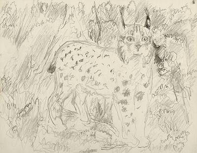 Robert Hainard - Lynx d'Espagne dans le maquis (croquis) - Copyright Fondation Hainard