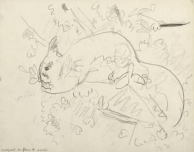 Robert Hainard - Écureuil mangeant des fleurs de cerisier (croquis) - Copyright Fondation Hainard