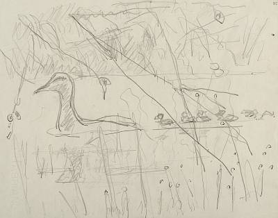 Robert Hainard - Cane et canetons à l'aube (croquis) - Copyright Fondation Hainard