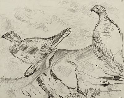 Robert Hainard - Couple de perdrix des neiges (croquis) - Copyright Fondation Hainard