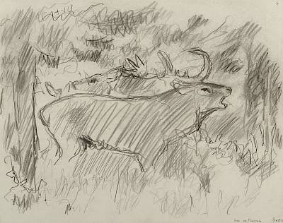 Robert Hainard - Cerf brâmant, biche et faon (croquis) - Copyright Fondation Hainard