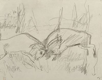 Robert Hainard - Combat de cerfs (croquis) - Copyright Fondation Hainard