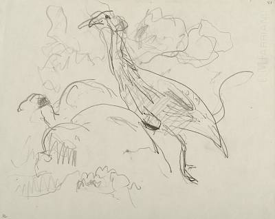 Robert Hainard - Pintades vulturines (croquis) - Copyright Fondation Hainard