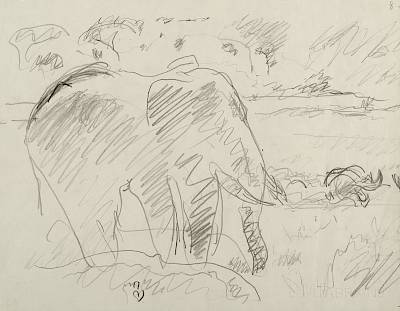 Robert Hainard - Eléphant et combat de rhinocéros (croquis) - Copyright Fondation Hainard