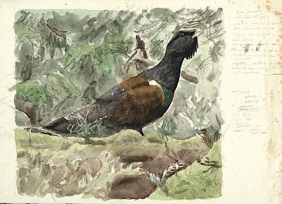 Robert Hainard - Grand coq après la pluie - Copyright Fondation Hainard