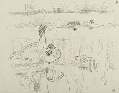 Robert Hainard - Couple de tadornes, couple de colverts, poule d'eau (croquis) - Copyright Fondation Hainard