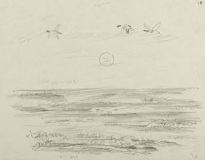 Robert Hainard - Trois tadornes et soleil levant (croquis) - Copyright Fondation Hainard