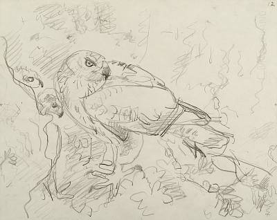 Robert Hainard - Aire d'aigle de Bonelli (croquis) - Copyright Fondation Hainard