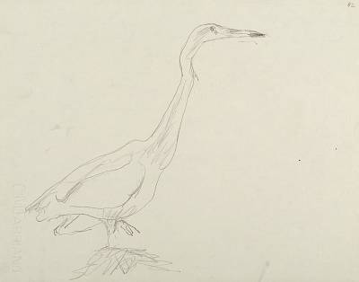 Robert Hainard - Grande aigrette (croquis) - Copyright Fondation Hainard
