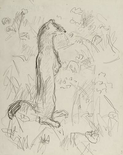 Robert Hainard - Hermine en mue (croquis) - Copyright Fondation Hainard