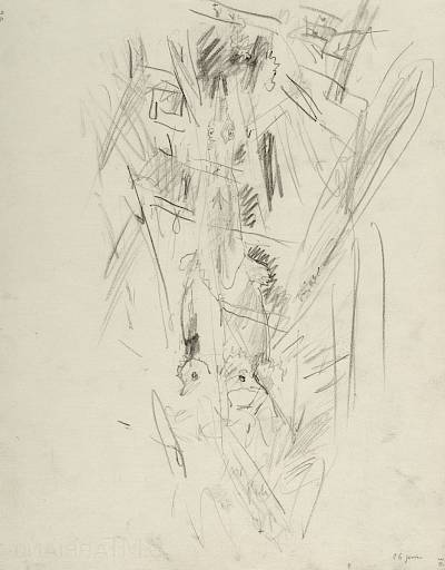Robert Hainard - Nid de blongios (croquis) - Copyright Fondation Hainard