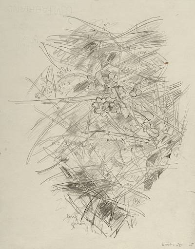 Robert Hainard - Parnassies (croquis) - Copyright Fondation Hainard