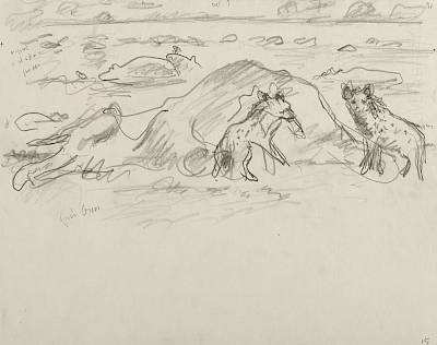 Robert Hainard - Les hyènes (croquis) - Copyright Fondation Hainard