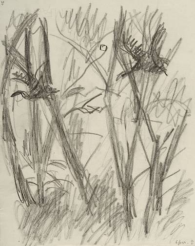 Robert Hainard - Canards et étoile (croquis) - Copyright Fondation Hainard
