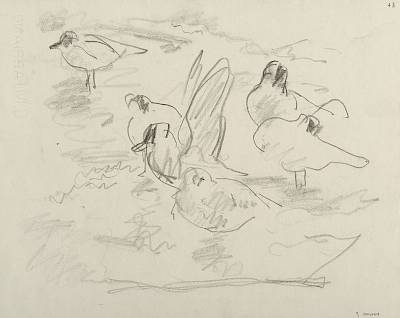 Robert Hainard - Mouettes sur la glace (croquis) - Copyright Fondation Hainard