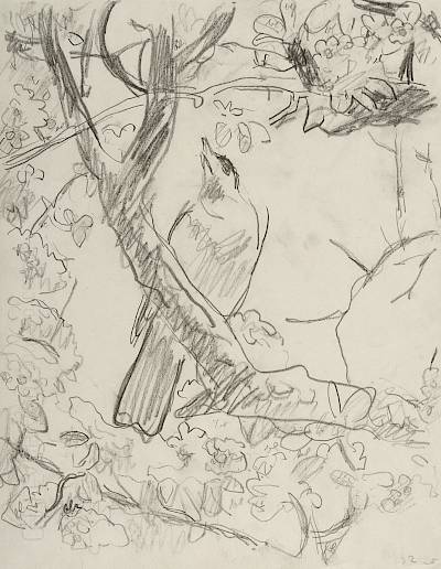 Robert Hainard - Le merle chante dans le poirier (croquis) - Copyright Fondation Hainard