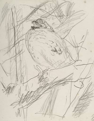 Robert Hainard - Gelinotte chantant (croquis) - Copyright Fondation Hainard