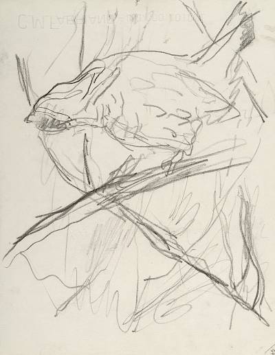 Robert Hainard - Gelinotte descendant la branche (croquis) - Copyright Fondation Hainard
